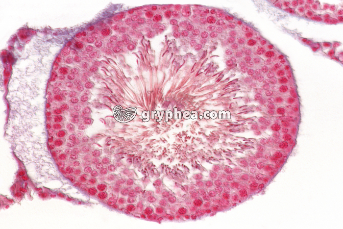 Tube séminifère dans testicule de Rat CT x100 - gryphea.com